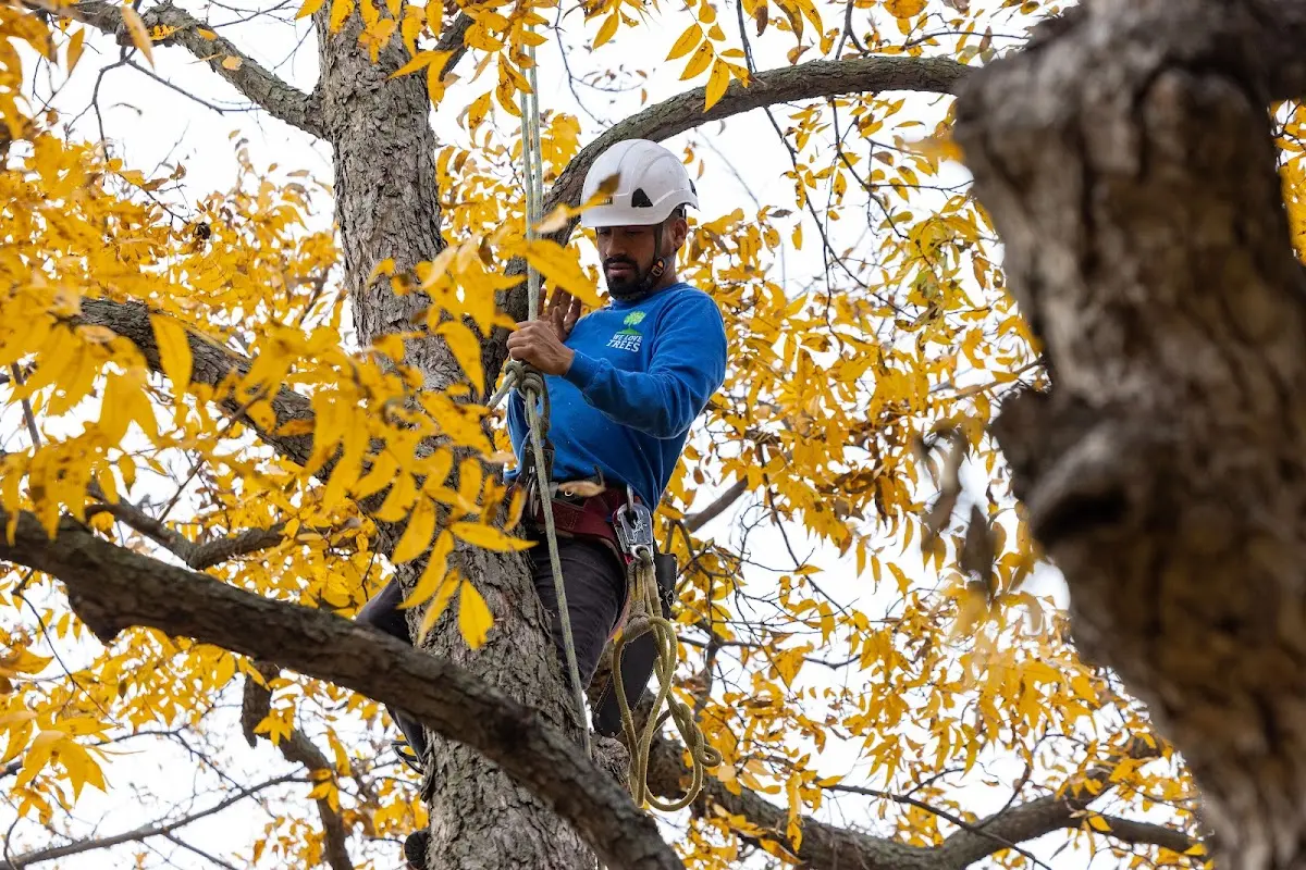 Skilled Tree Trimming crew working in Rutledge