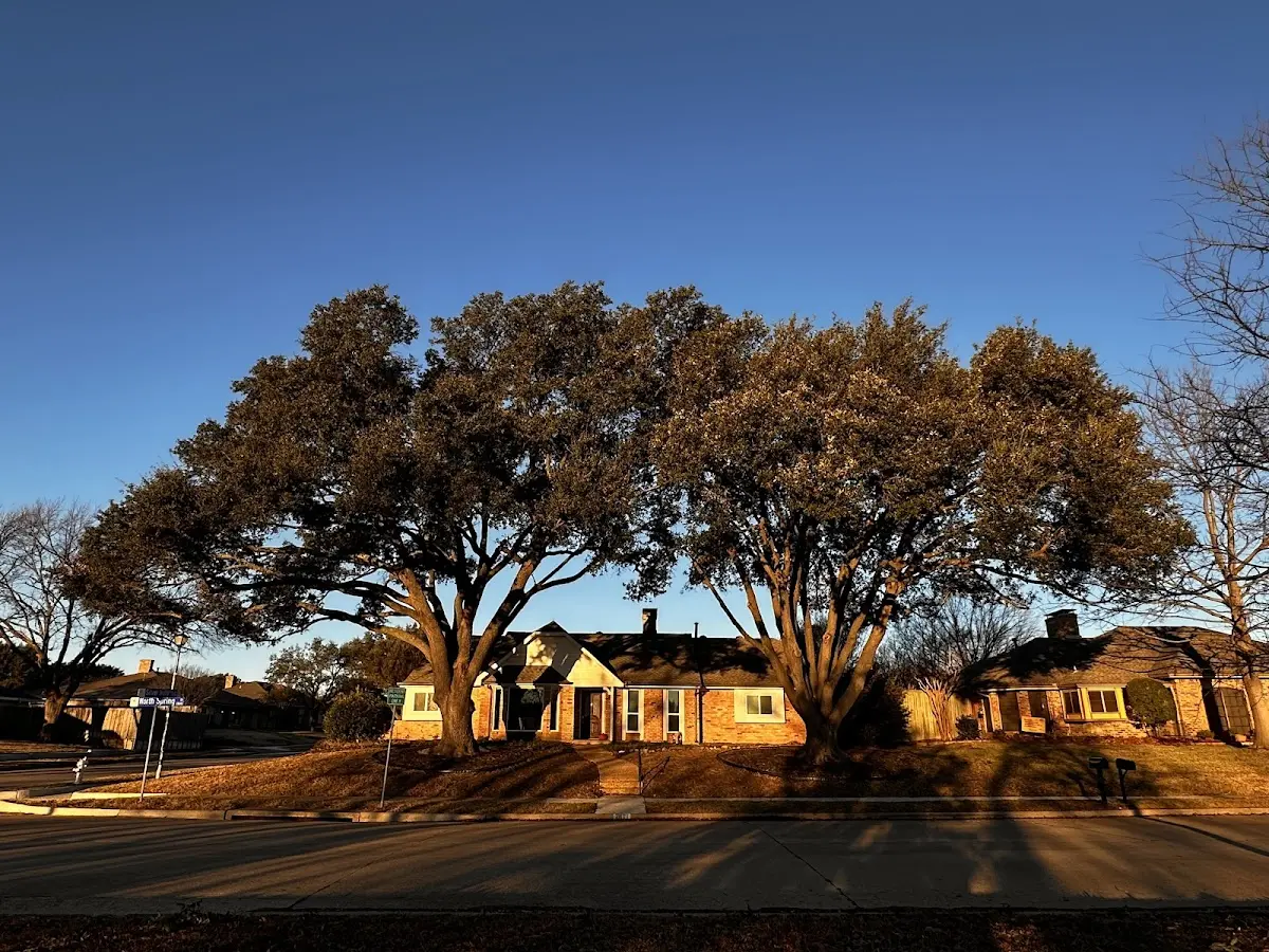 Established residential canopy tree shading a home in Rutledge